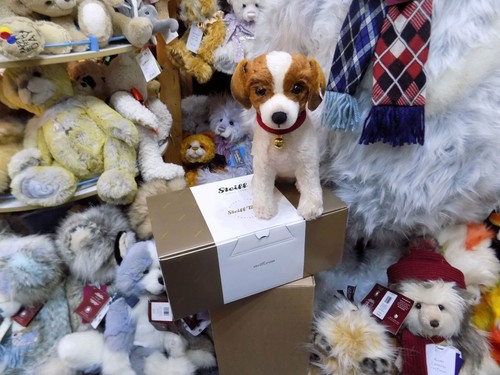 Matty jack russell terrier - terrier, ltd