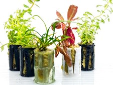 Live Tropical Aquarium Potted Stem Plants / Anubias, Bucephalandra, Cryptocoryne