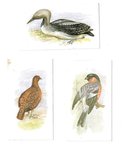Grandee 1980 british - grandee, birds