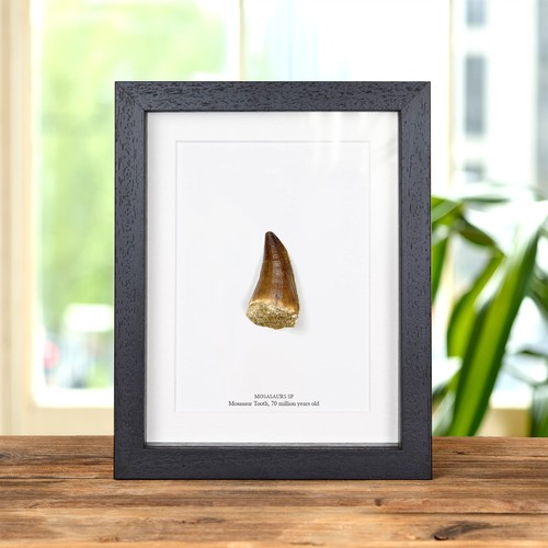 Large mosasaur dinosaur - mosasaur,