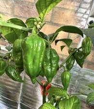 10 Genuine Dorset Naga Morich