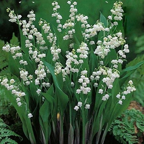 Convallaria majalis lily - majalis,