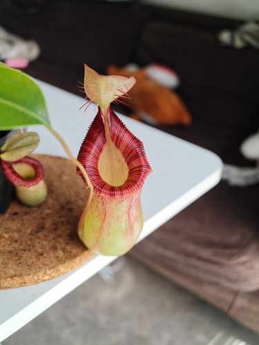 Nepenthes ventricosa - , x