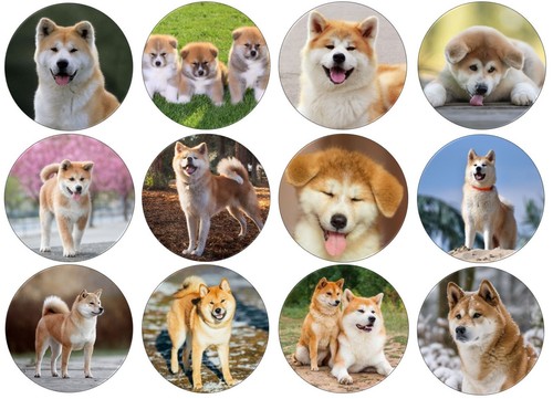 Japanese akita inu dog - 24,