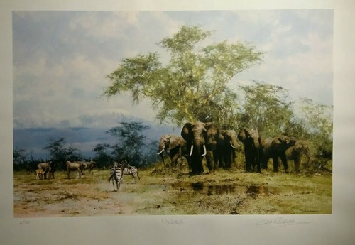 Amboseli david shepherd - amboseli,