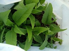 10 Bare Root Organic Home