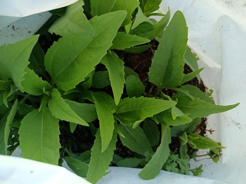 Bare root organic home - bare,
