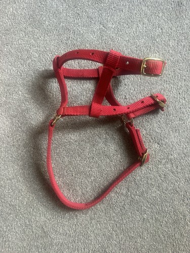 Foal head collar - head,