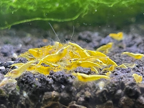 Live yellow shrimp - 10,