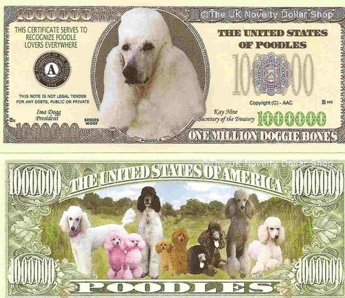 Poodle dog puppy lovers - dog,