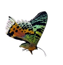 Urania ripheus a - a1-, /