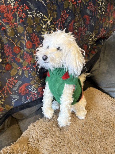 Reborn poodle plush - reborn, dog