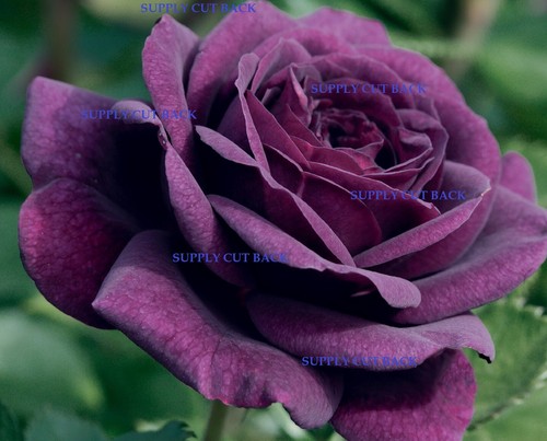 Deep purple highly - purple, fragrant