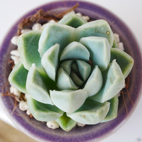 Echeveria dodolee 3cm plant - echeveria,