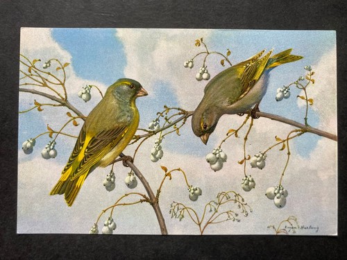 The greenfinch vintage bird - greenfinch,