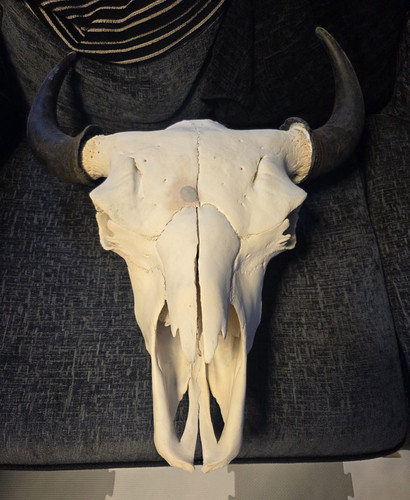 Large bison skull with horns - large,