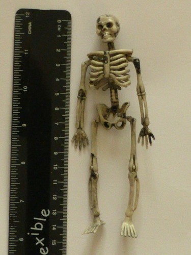 Scale skeleton plastic - 1:12,