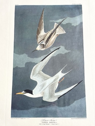Audubon amsterdam double - amsterdam,