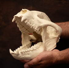 Panda Bear skull life size