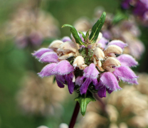 Phlomis tuberosa jerusalem - phlomis,