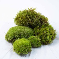 Live Moss Bundle Mixed Fresh