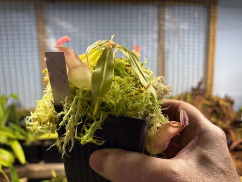 Nepenthes mirabilis tropical - mirabilis,,
