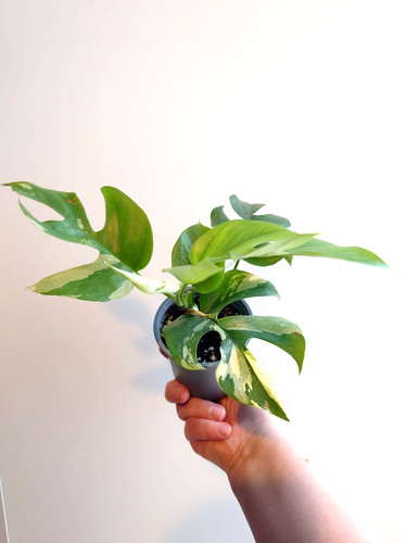 Rhaphidophora tetrasperma - rhaphidophora,