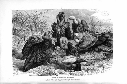 Original old antique - old, print