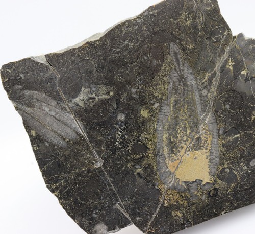 Crinoids encrinus - crinoids,,