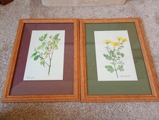 Vintage Botanical Watercolours
