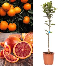 80cm Large Red Blood Orange