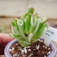 Crassula Ovata Gollum