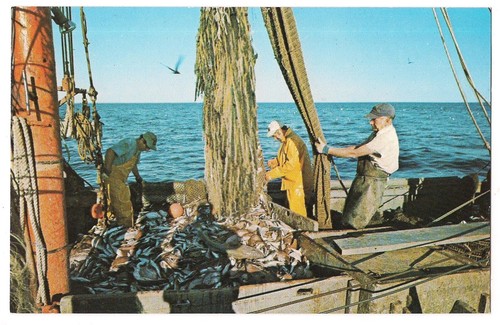 Commercial fishing boat - fishing,