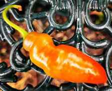 20 Rocoto Aji Largo Chilli