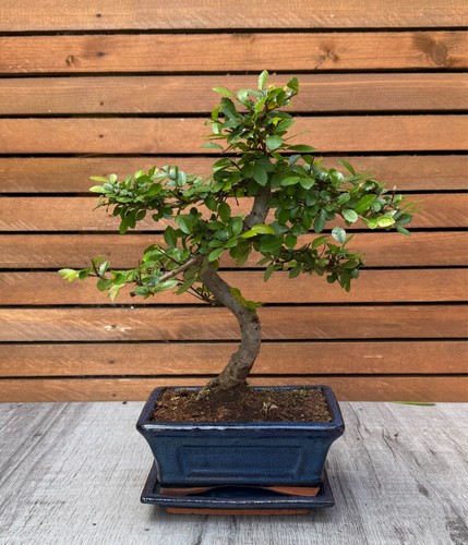 Chinese elm bonsai tree - elm,