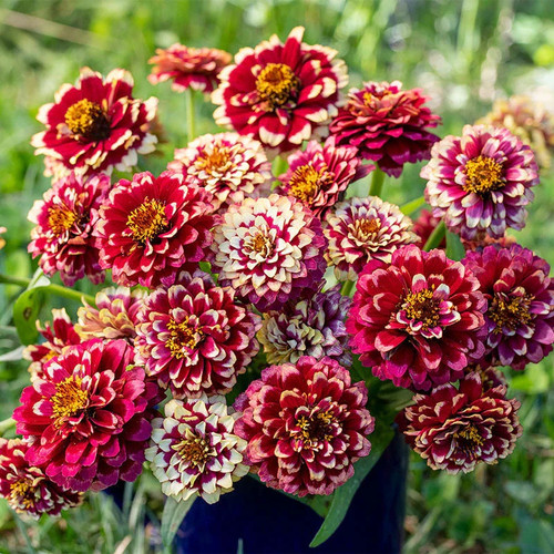 Zinnia aztec burgundy - 6x,