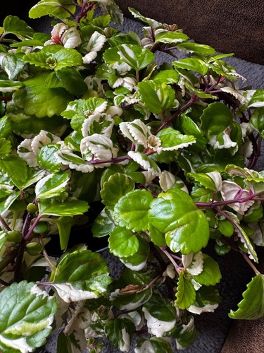Swedish ivy variegated - -,