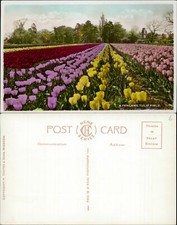 A Fenland Tulip Field Nene Series H Coates Real Photo RP