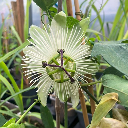 Passiflora snow queen - snow,
