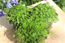 3x 7 CM POT SOLEIROLIA