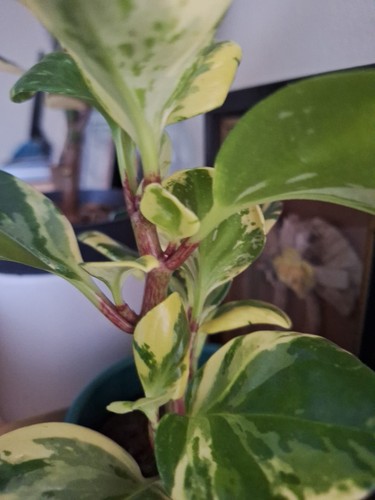 Baby rubber plant - plant, (peperomia