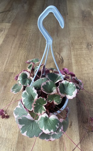 Strawberry begonia saxifraga - strawberry,