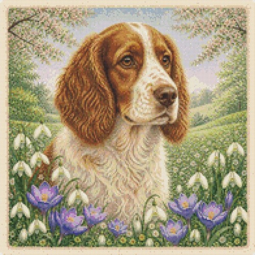 Welsh springer spaniel - welsh,