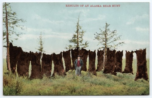 Hunting bear skins results - bear,