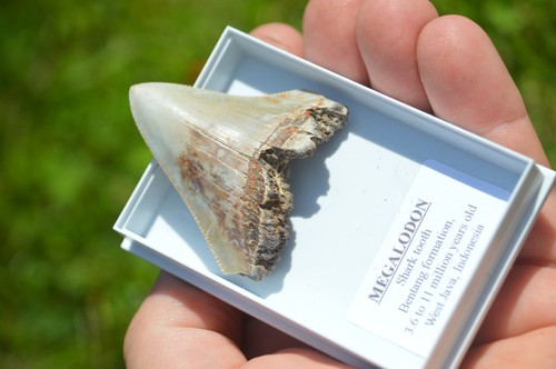 B55 wow genuine megalodon - b55,, wow,