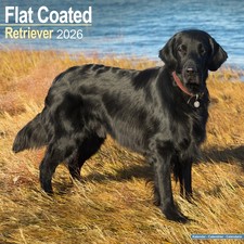 Flat Coated Retriever 2026
