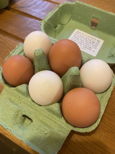 Free range welsh chicken - free,