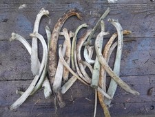 Sheep Rib Bones Craft And