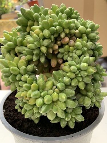 Pachyphytum compactum - 6x,