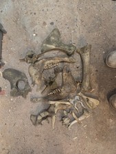 Assorted Bones, Cow, Fox, Wild